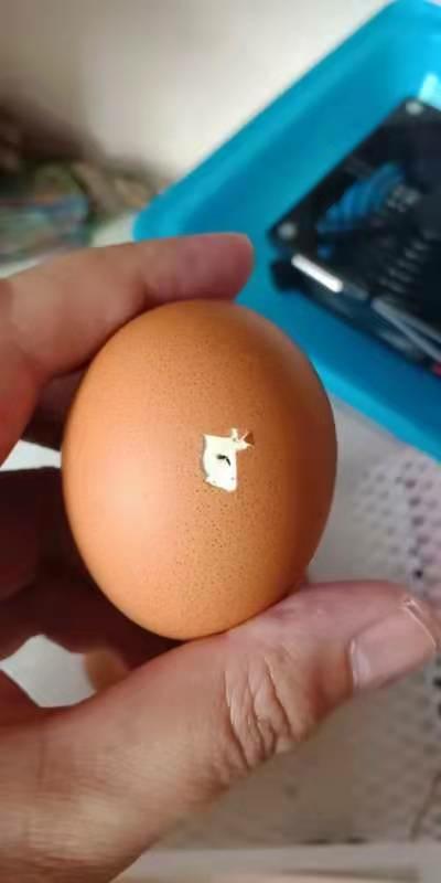 【孵化小鸡】20191228