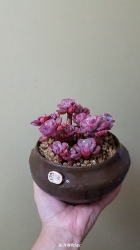 家有鲜肉精火         新入一盆雨滴老桩,美得冒泡了!