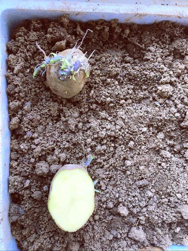 2.种土豆:将切块后的土豆放入施肥后的泥土中.