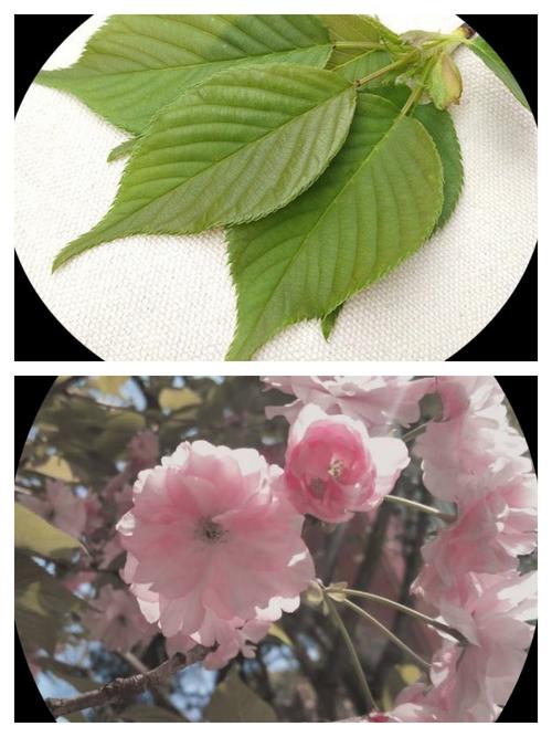 樱花和叶子可以入药