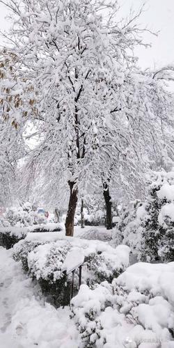 【欣赏】"须晴日,看红装素裹,分外妖娆"