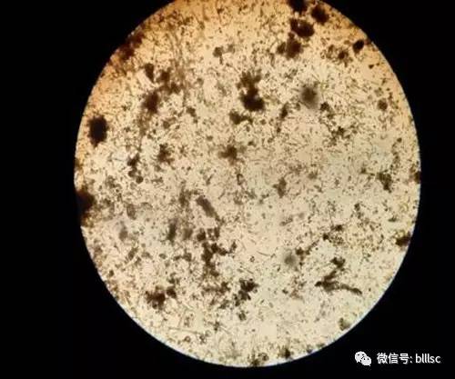 底栖硅藻图5. 底栖硅藻种类(本文已被浏览 9770 次)