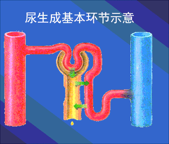 当血液通过肾脏时,肾小球会过滤血液,将身体需要的东西与不需要的东西