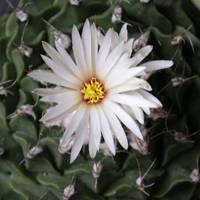 仙人掌高清头像 好看的仙人掌微信头像大全