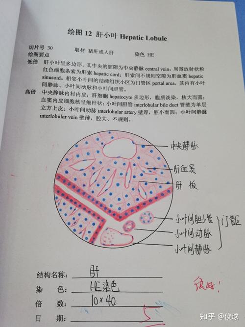 组胚红蓝铅笔手绘图