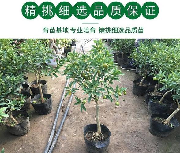 购客金桔树盆栽带果食用四季结果客厅室内观赏小金钱桔子苗橘子树果苗