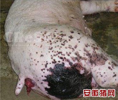 看图说猪病-猪发生了皮肤病变 -猪病大全
