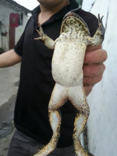 野生田鸡市场价多少 急!