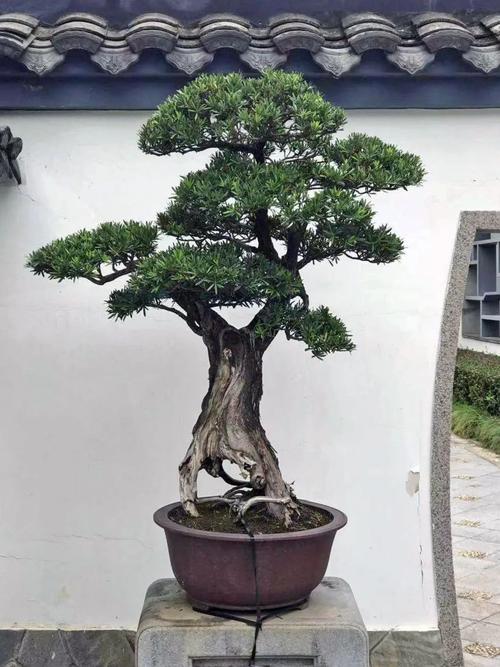 秋风起,修剪忙|罗汉松盆景养护来支招