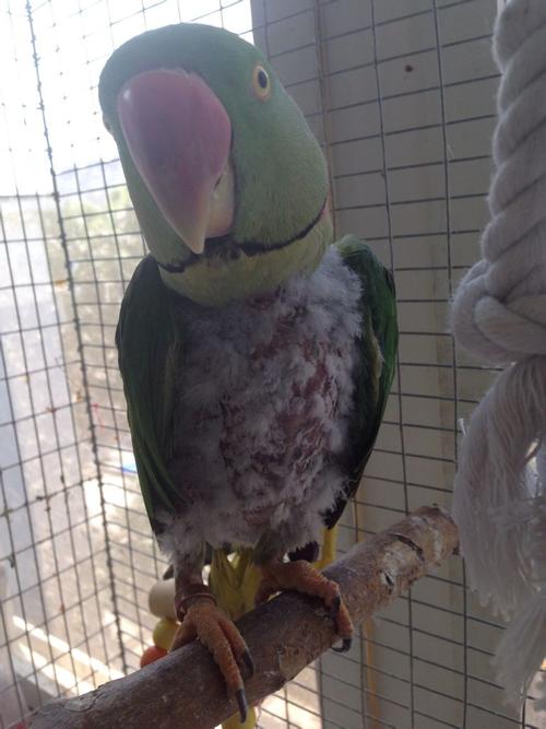 鹦鹉两岁了飞羽正常,但身上总长绒毛不长羽毛为什么呢,怕有寄生虫用了