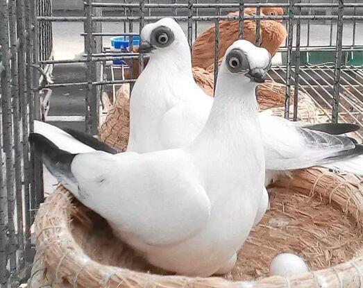 辽宁观赏鸽出售进口系观赏鸽品种