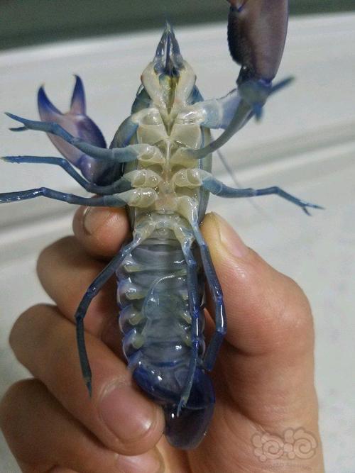 【出售】人工天空蓝魔鳌虾 10㎝母虾 全品
