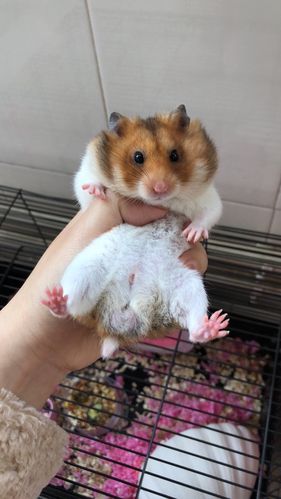 虎纹熊弟弟 8个月左右大 工作原因养不了了.求个好人家