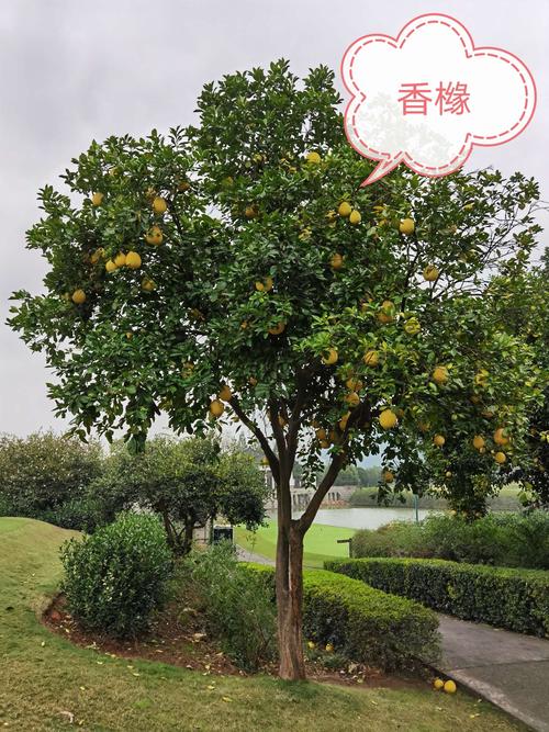 香橼树,球场有很多株,食用方法自行百度.