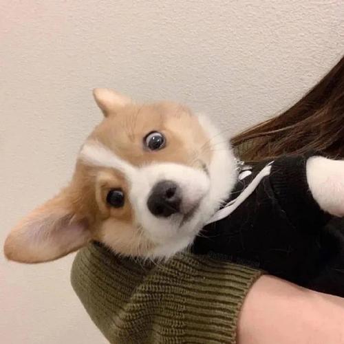 求猫猫狗狗头像