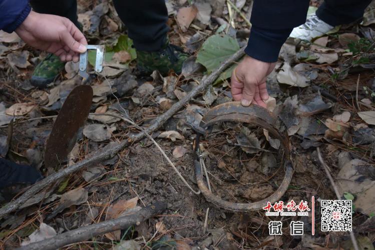 采用钢丝套和尼龙绳抽等方式非法狩猎,猎获麂子3只,非法获利910元
