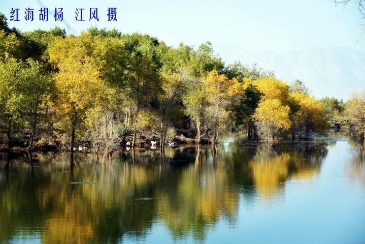 新疆攻略巴楚金胡杨就像童话王国