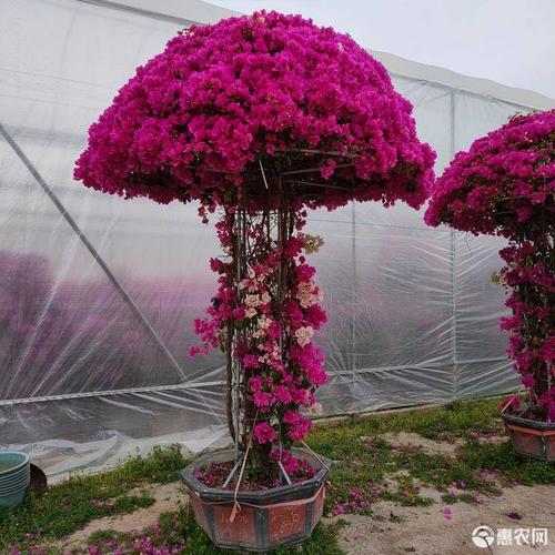 三角梅蘑菇造型,勒杜鹃造型