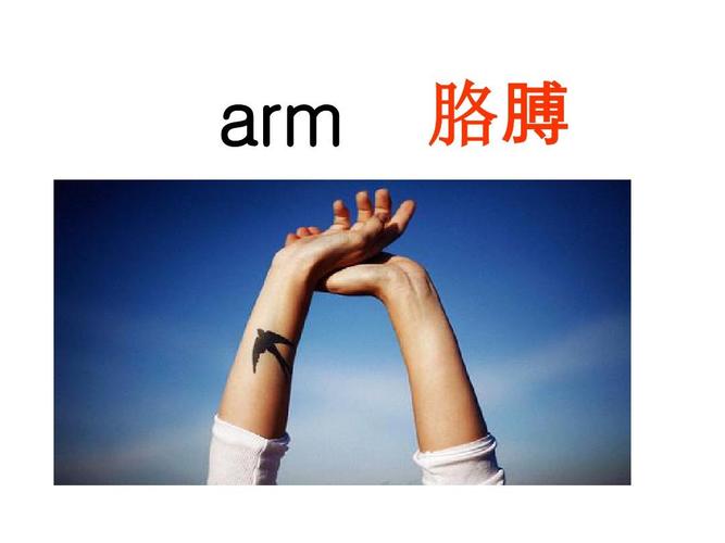 arm 胳膊