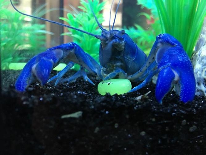 系纯人工天空蓝魔水族龙虾蓝鳌宠物淡水观赏包裹袋