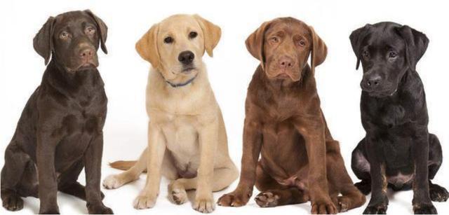 拉布拉多有黑,黄,米白和巧克力四种颜色,但是它们每种颜色的价格都是