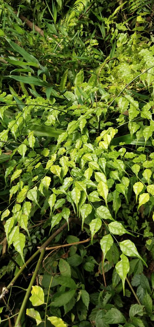 瑶山经典瑶药"五虎""九牛""十八钻""七十二风"