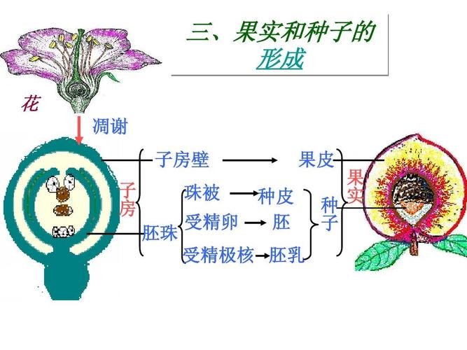生物下册期末总复习答案ppt  三,果实和种子的 形成 花 凋谢 子房壁