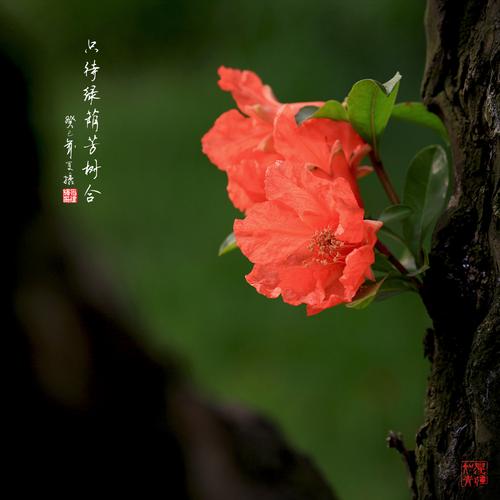 只待绿荫芳树合