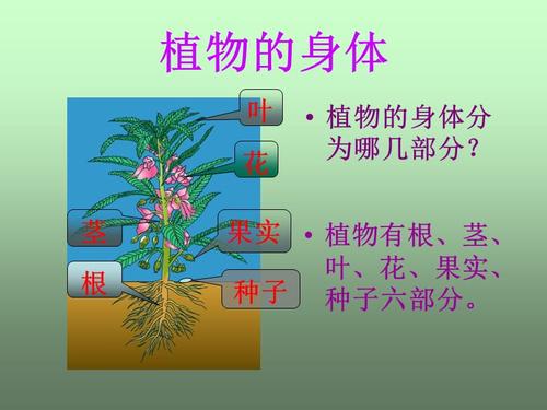 植物的"分身术"