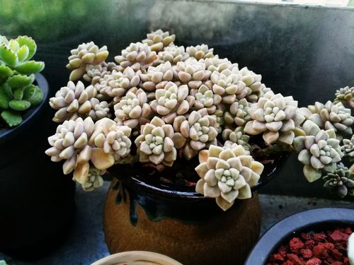 丸叶姬秋丽