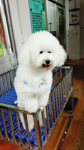 比熊犬会不会太胖了啊12斤了,才一岁