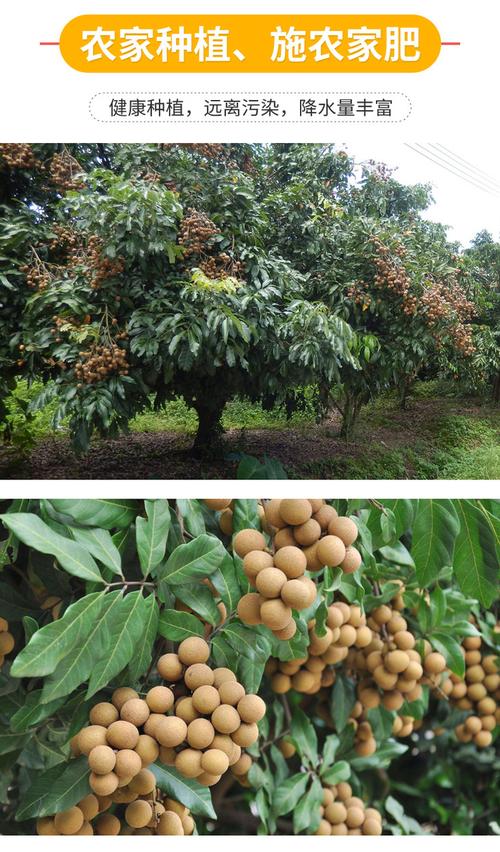 【高州龙眼】5斤装 储良龙眼发源地 自然熟 水润鲜甜