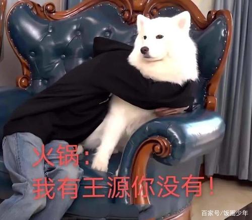 王源想和最爱的狗子"火锅"互换身体,然后咬自己一口,有趣