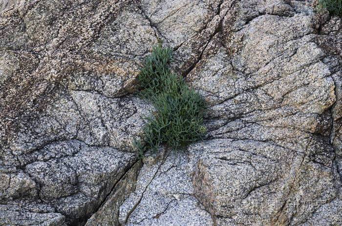植物生长在岩石上的裂缝中