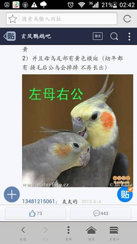 原始玄凤鹦鹉怎么公母