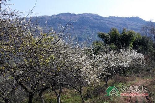 成都大邑县雾山乡大坪山观李花自助游最新攻略2