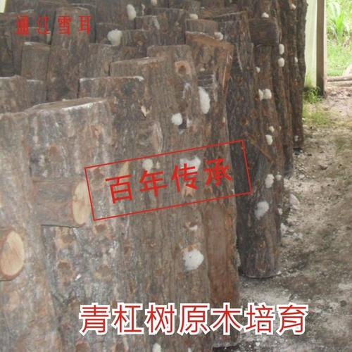 纯天然野生椴木糯雪耳白木耳 干货 100g 正宗四川通江银耳特级小朵