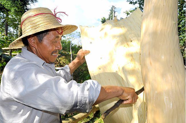 空气相对湿度较大,气温一般比较稳定, 杜仲树的叶子全部展开, 是剥皮