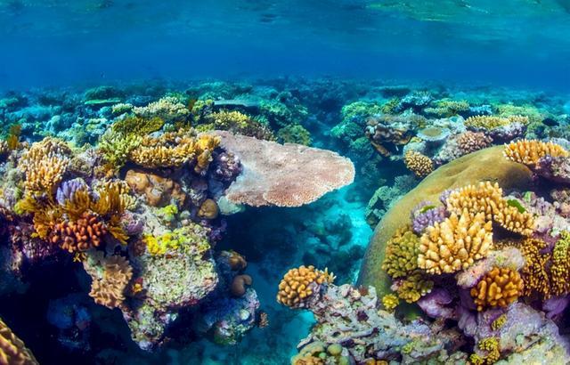 大堡礁破坏严重,澳大利亚遭联合国警告,莫里森政府却碰瓷中国