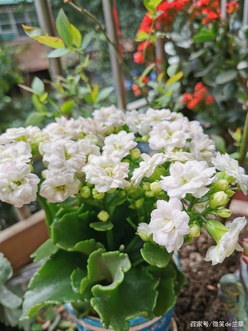 长寿花—罗伊,花蕾淡黄色,花瓣主体白色,上面洒落着淡淡浅红,有四层