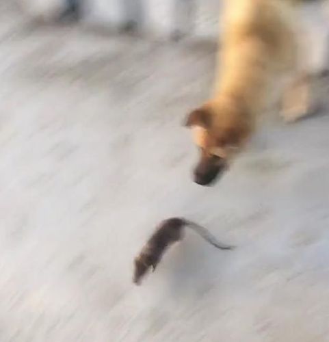 俗话有云,狗拿耗子多管闲事,但不得不说,这只狗捉老鼠