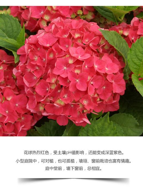 虹越进口预售 大花绣球"焰火"棒棒糖型p12盆栽苗 庭院