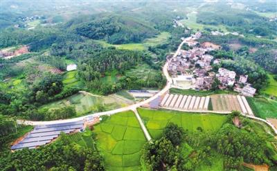 荷花盛开的季节,廉江市塘蓬镇六环村的扶贫莲藕基地20亩荷花竞相开放