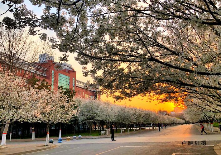又是樱花烂漫时,且向许院寻芳菲-许昌学院官方网站