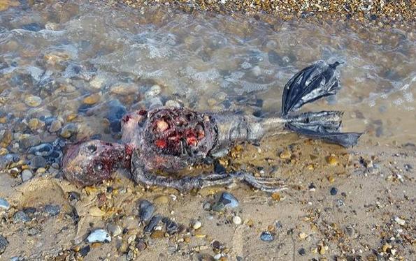 英小镇发现一具腐烂的美人鱼尸体,引发网友热议