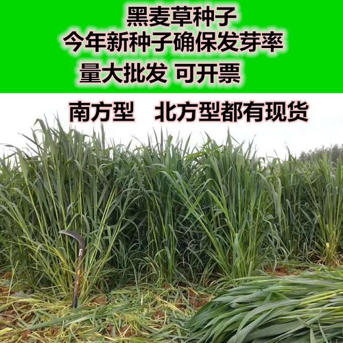 黑麦草种子70