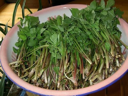 丹东牛毛坞山野菜:自然清香的林间味道