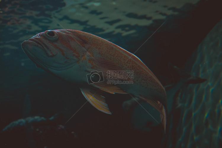 深海大嘴鱼