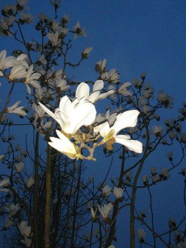 静夜里的玉兰花