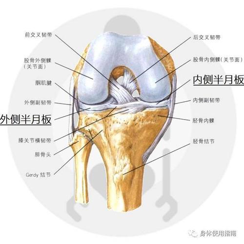 都怕伤了半月板,它到底是干嘛用的│身体使用指南